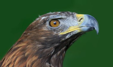 Altın kartal, yakın plan, bulanık arkaplan.