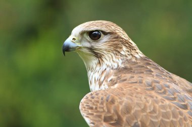 Ulu doğan portre portre 