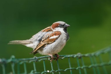 cute tit portrait on blurred background 