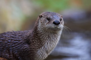 Eurasian otter, Lutra lutra portrait