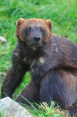 Vahşi doğada Wolverine portresi 