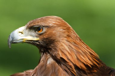 Altın kartal, Aquila chrysaetos, portre başı