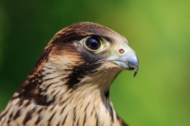 Peregrine Falcon yakın plan portresi