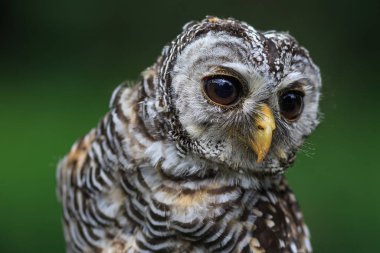 Ufous-legs baykuş portresi