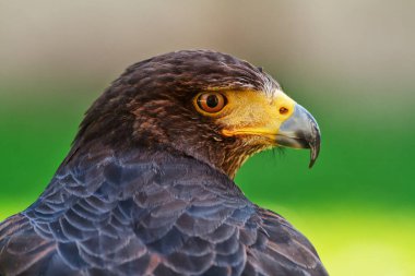 Golden eagle, closeup shot with blurred background