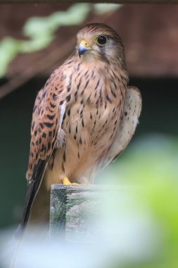 Sake Falcon, yaklaş.