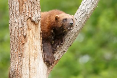 Vahşi doğada Wolverine portresi 