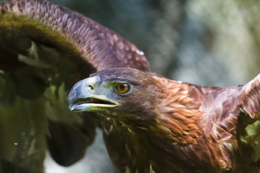 Altın kartal, Aquila chrysaetos, portre başı