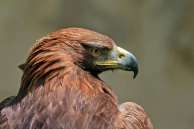 Altın kartal, Aquila chrysaetos, portre başı