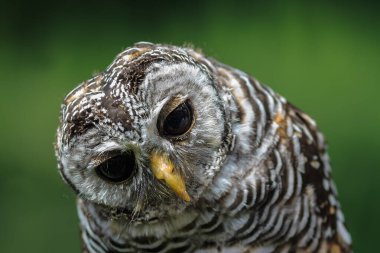 Ufous-legs baykuş portresi