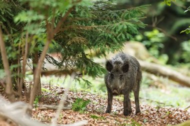 Ormanda kahverengi bir yaban domuzu