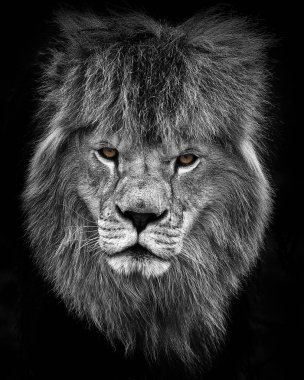 Erkek aslan (Panthera leo) dinleniyor 