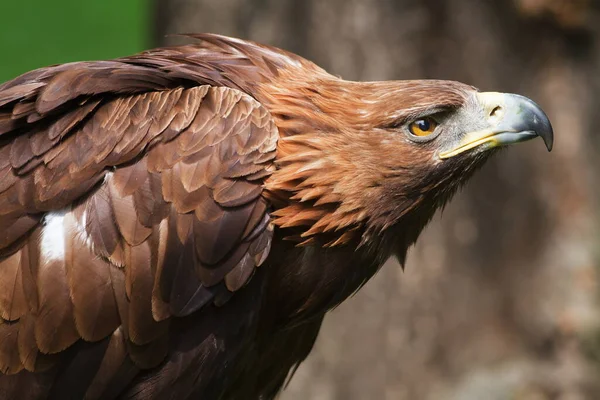 Golden Eagle Closeup Shot Blurred Background — Stock fotografie