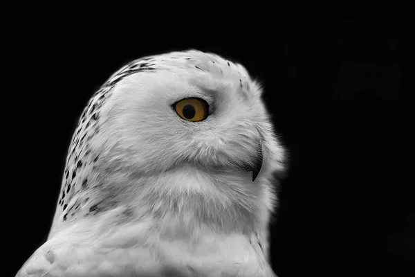 Bird Fauna Snowy Owl Close — Zdjęcie stockowe