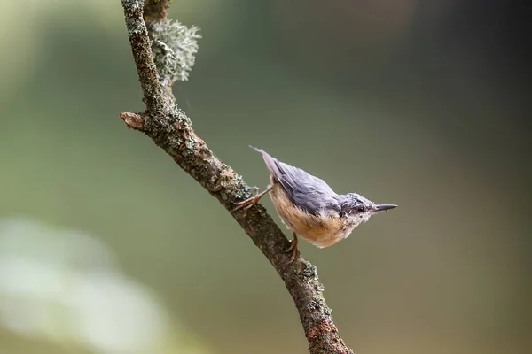 Petit Oiseau Assis Sur Arbre — Photo