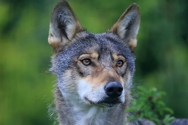 Loup Gris Canis Lupus Portrait Très Détaillé Tête Loup — Photo