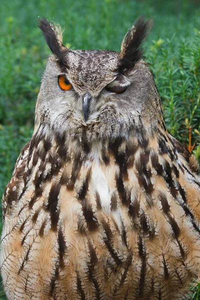 Eurasian Eagle Owl Portrait Daytime Shot Wild Nature —  Fotos de Stock