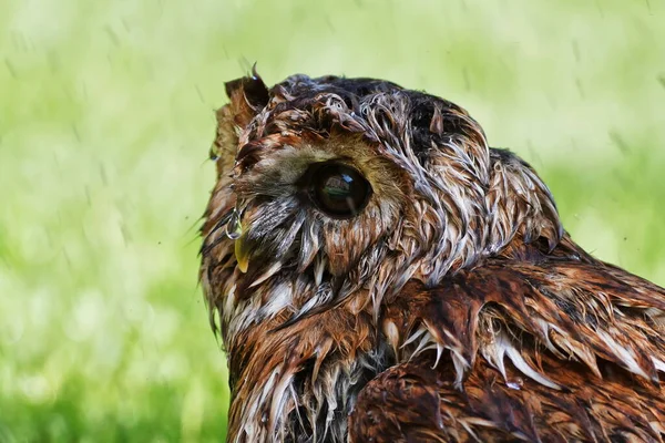 Wet Tawny Owl Close — Φωτογραφία Αρχείου
