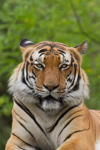 Close Shot Van Volwassen Tijger Wazige Achtergrond — Stockfoto