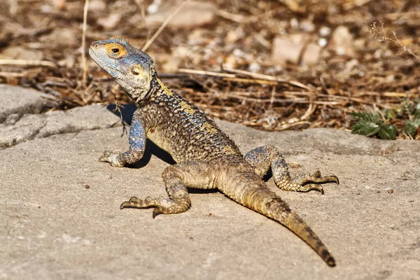 Jaszczurka Zoo Zbliżenie — Zdjęcie stockowe