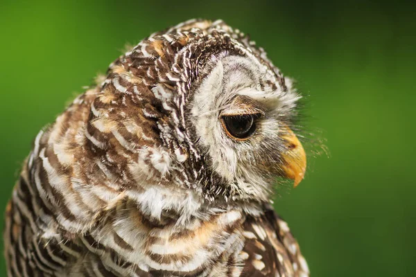 Ufous Legs Eulenporträt — Stockfoto