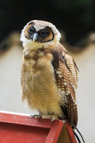 Brown Wood Owl Portrait Closeup — Stock Photo, Image