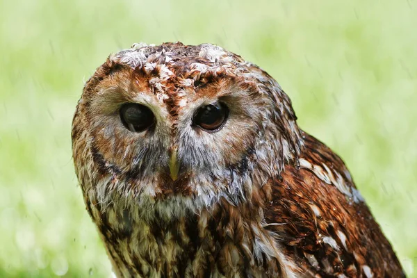 Mojado Tawny Owl Cerca — Foto de Stock