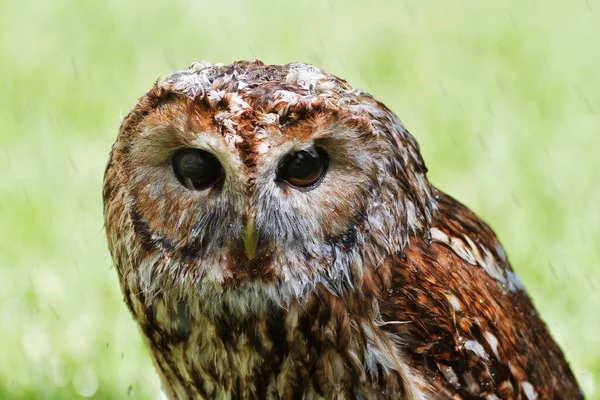 Wet Tawny Owl Close — Foto de Stock