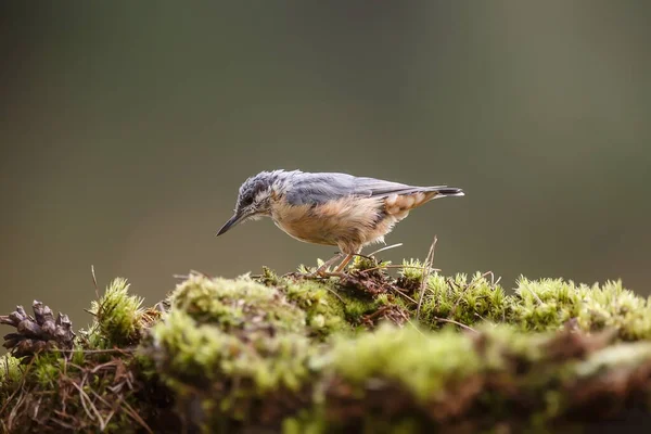 Closeup Small Bird Ground — Stock Photo, Image