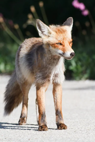 Red Fox Forest Daytime — Stockfoto