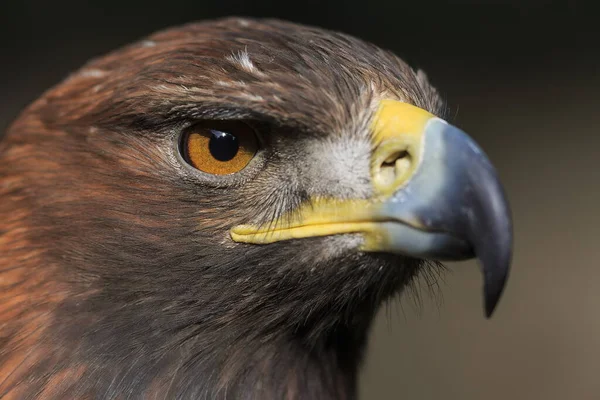 Golden Eagle Closeup Shot Blurred Background — Stok fotoğraf