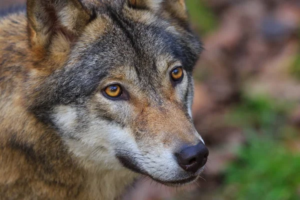 Eurasian wolf, Canis lupus lupus, walks through autumnal forest