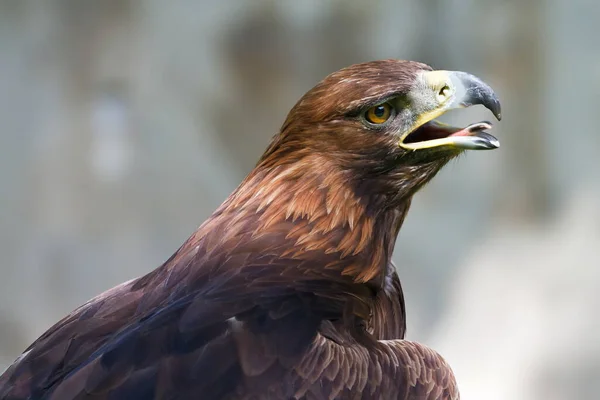 Águila Real Aquila Chrysaetos Cabeza Retrato — Foto de Stock