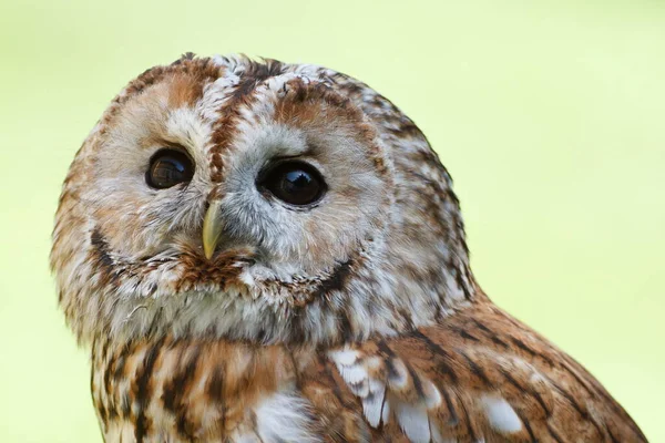 Tawny Owl Portrét Dne — Stock fotografie