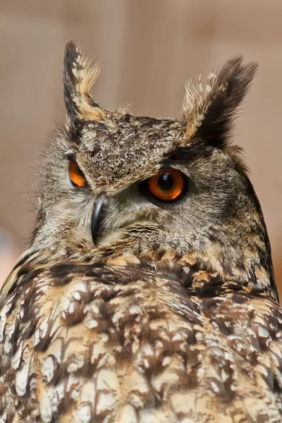 Eurasiático Águia Coruja Retrato Durante Dia Tiro Natureza Selvagem — Fotografia de Stock