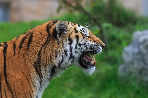 Portret Dorosłego Tygrysa Zoo Dzień — Zdjęcie stockowe