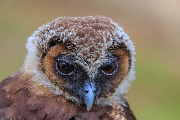 Braunes Holz Eule Porträt Nahaufnahme — Stockfoto