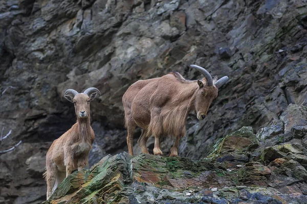 Close Mountain Goats Wild —  Fotos de Stock
