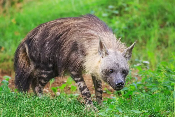 Bruine Hyena Wilde Natuur — Stockfoto