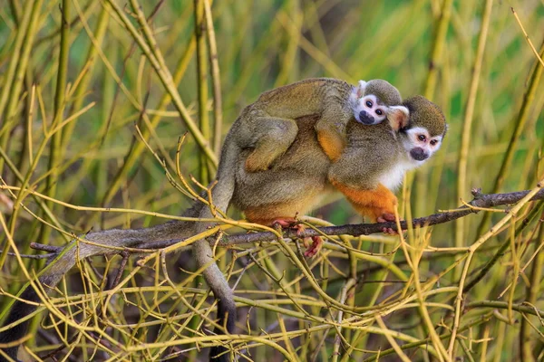 Macacos Esquilo Comuns Natureza Selvagem — Fotografia de Stock