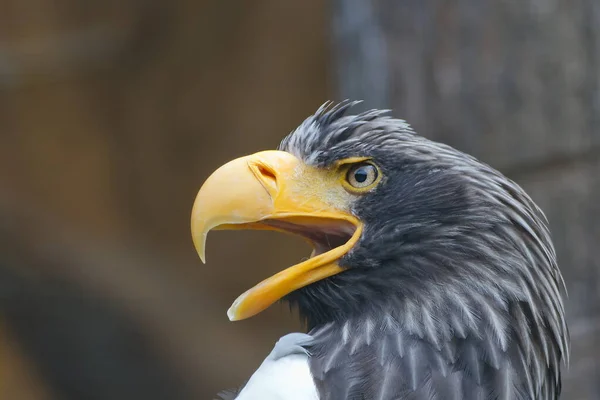 Aigle Est Gros Plan Portrait — Photo