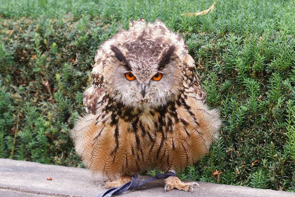 Eurasian Eagle Owl Portrait Daytime Shot Wild Nature — Fotografia de Stock