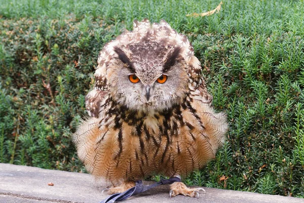 Eurasian Eagle Owl Portrait Daytime Shot Wild Nature — Foto Stock