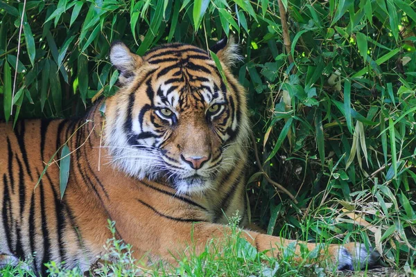 Closeup Shot Adult Tiger Blurred Background — Stockfoto