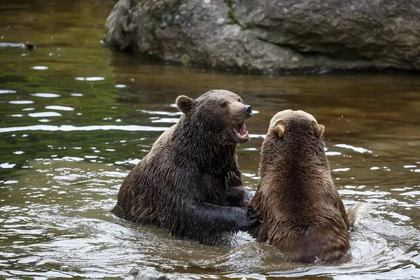 Brown Bears Water Daytime — Stock Photo, Image