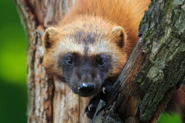 Wolverine Porträtt Vild Natur — Stockfoto