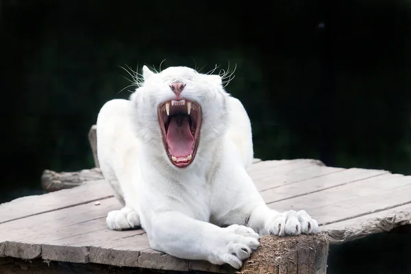 Tigre Blanco Bostezando Sobre Fondo Oscuro — Foto de Stock