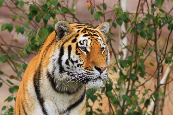 Portrét Dospělého Tygra Zoologické Zahradě Dne — Stock fotografie