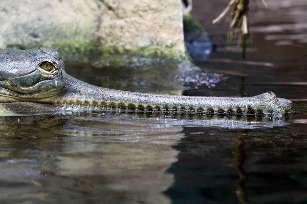 Indiase Gharial Portret Wilde Natuur — Stockfoto