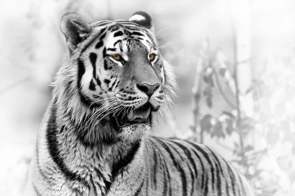 Portrait Adult Tiger Zoo Daytime Black White — Stockfoto